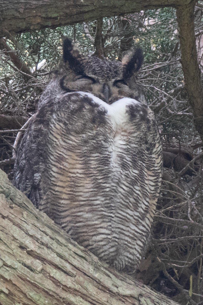 Great Horned Owl - ML94726051