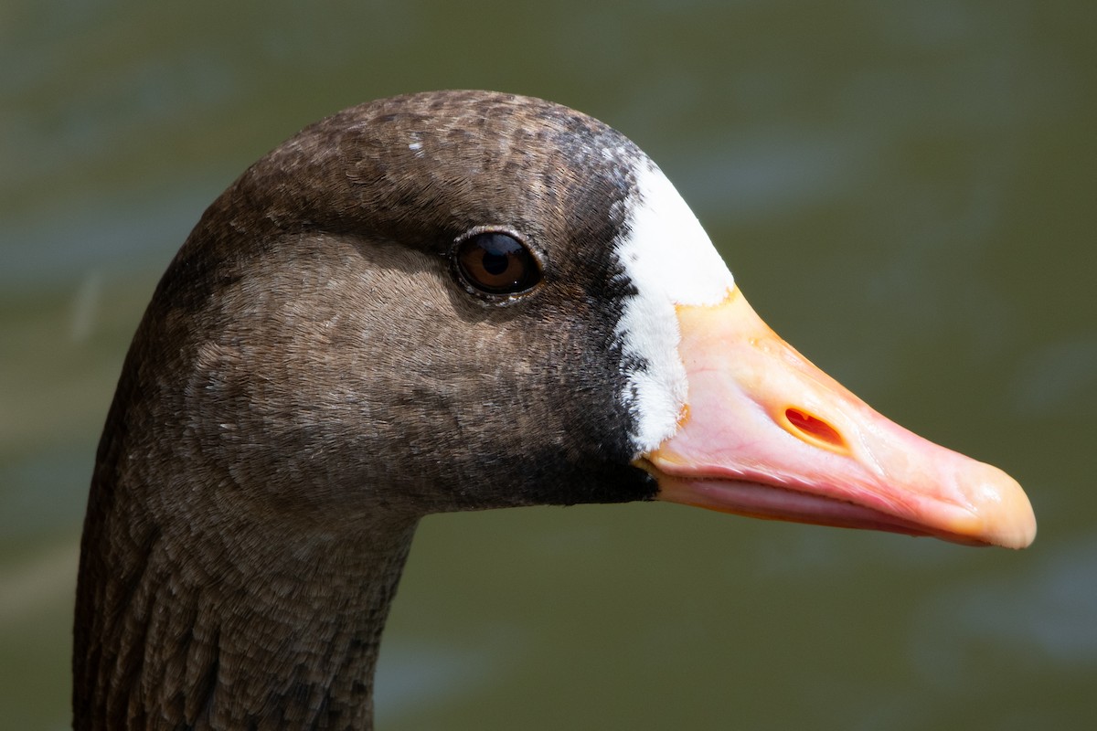 Greater White-fronted Goose - ML94726721