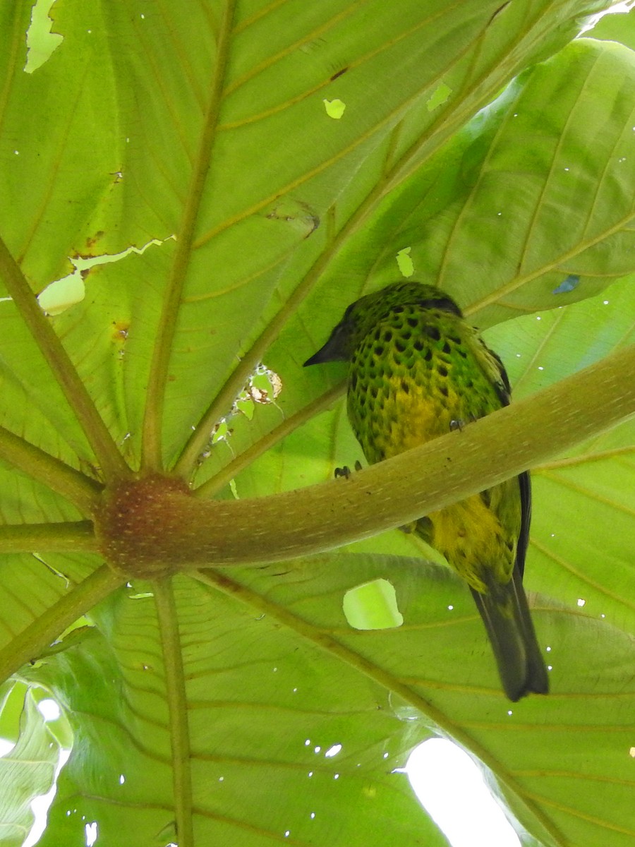 Yellow-bellied Tanager - ML94726901
