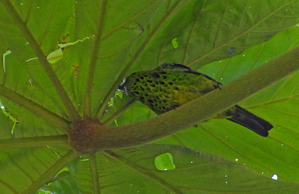Yellow-bellied Tanager - ML94726971