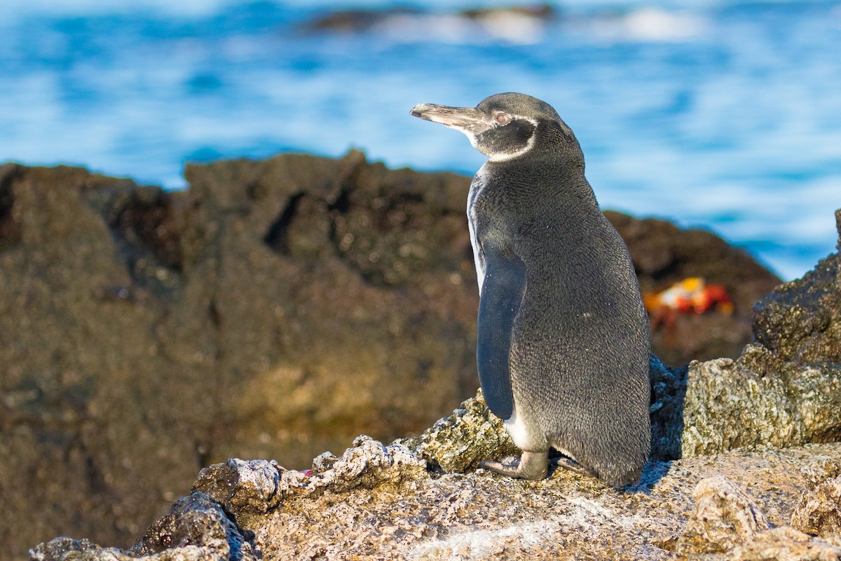 Galapagos Penguin - John Reynolds