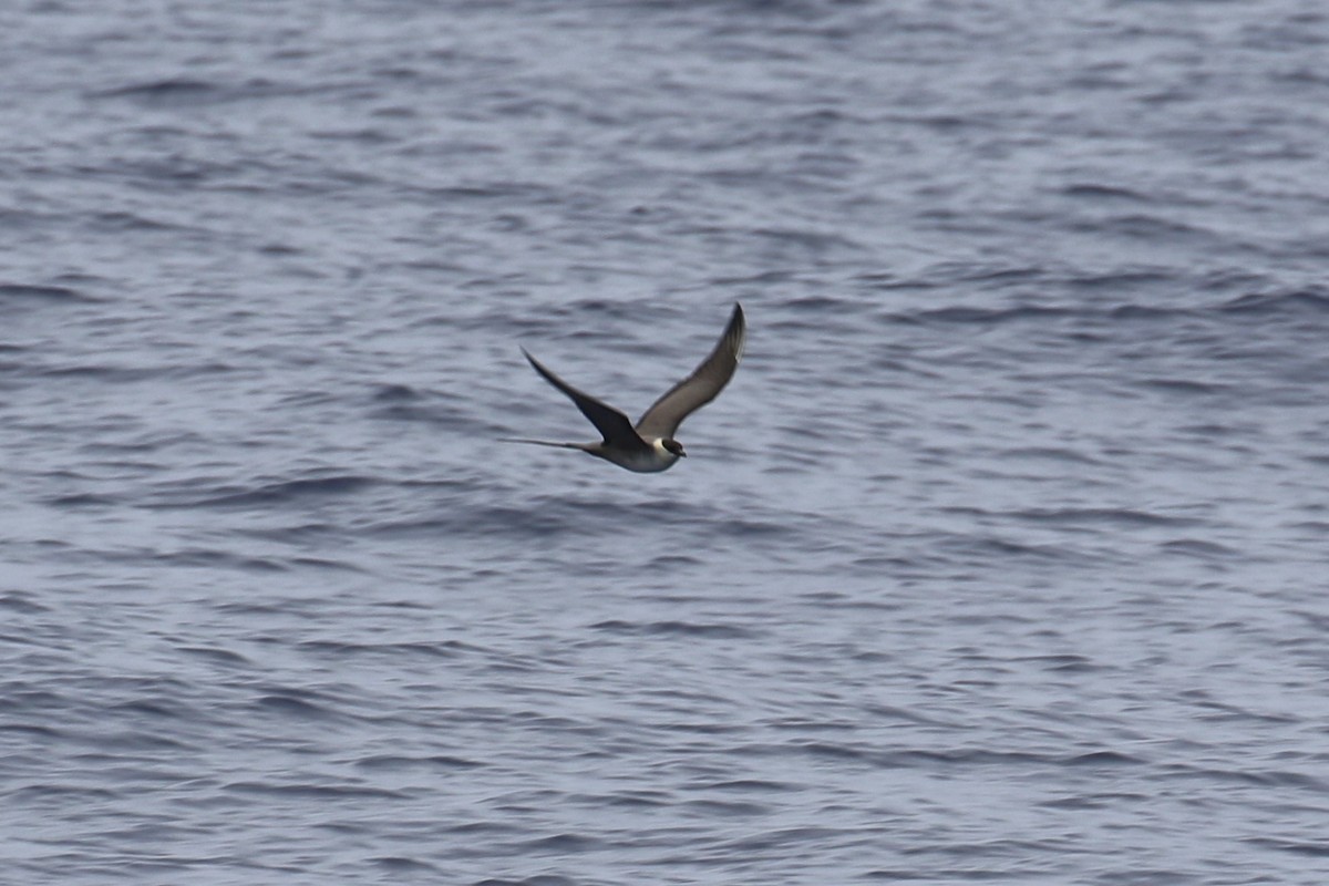 Long-tailed Jaeger - ML94727781