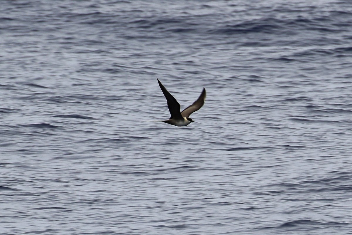 Long-tailed Jaeger - ML94727801