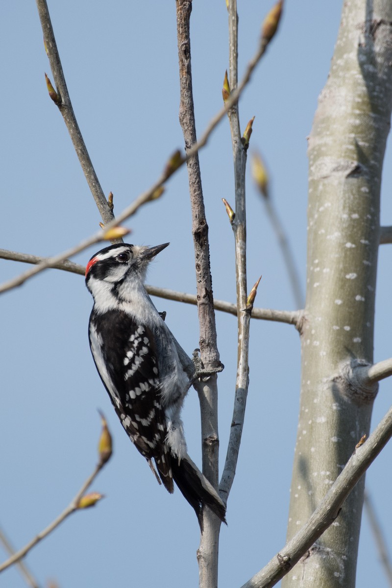 Hairy Woodpecker - Brian Wolfe