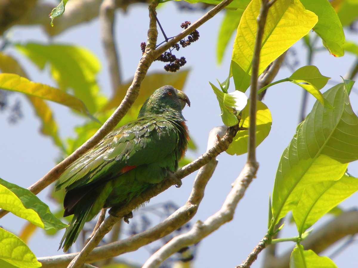 Red-necked Parrot - Colin Jones