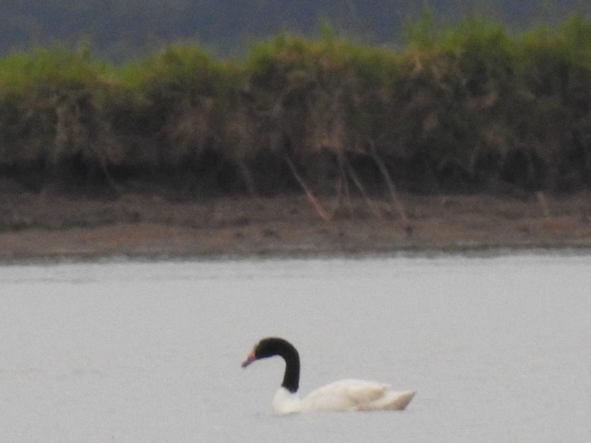 Black-necked Swan - Edelweiss  Enggist