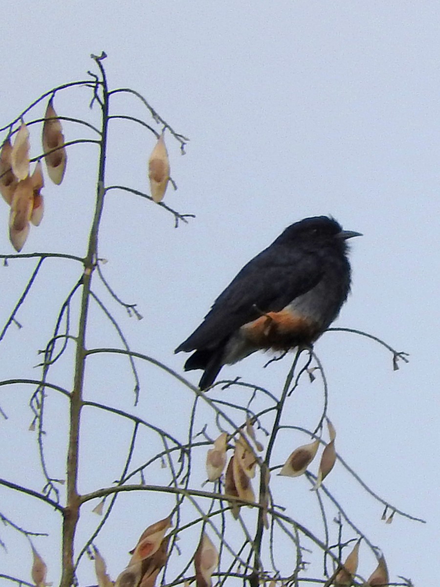 Swallow-winged Puffbird - ML94733001