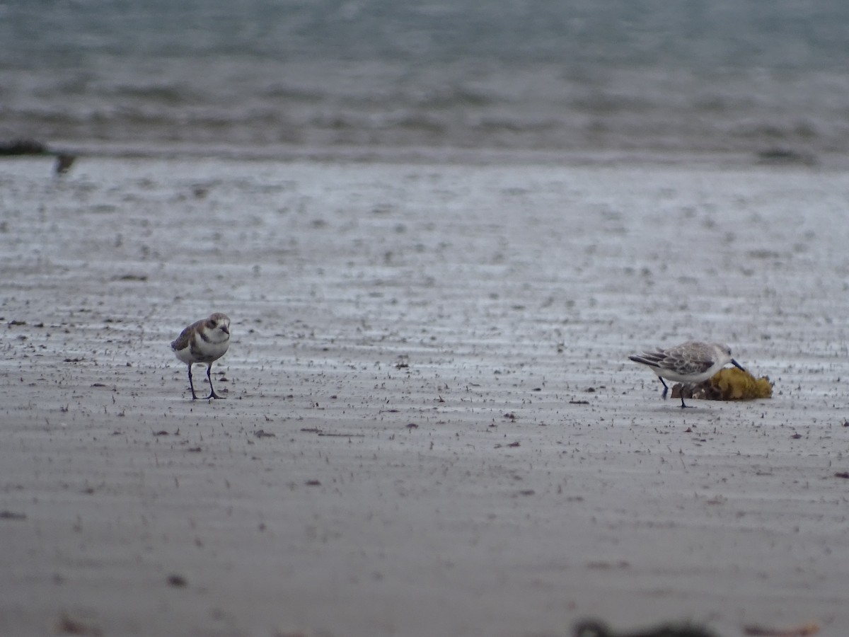 Two-banded Plover - ML94733031