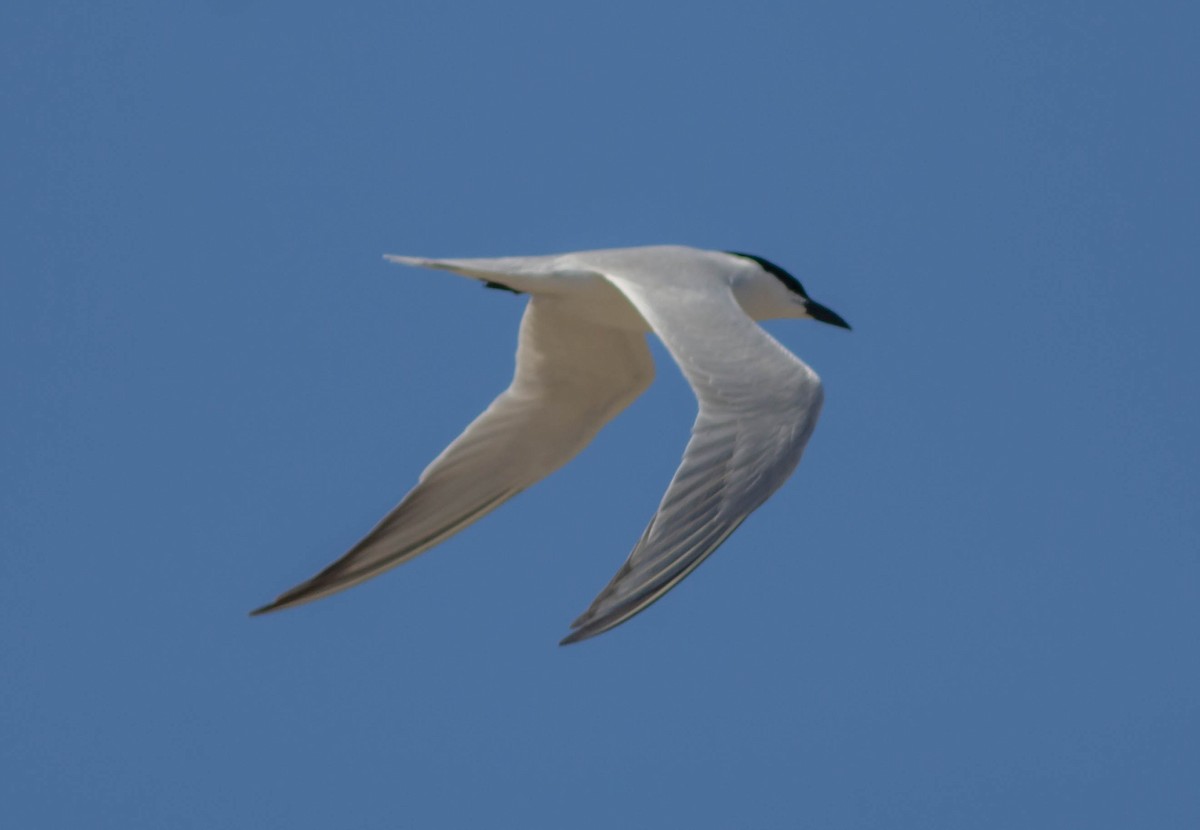 Gull-billed Tern - Kirk Gardner