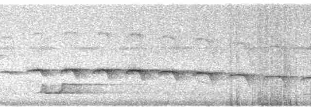 Schmalbrauen-Ameisenschnäpper - ML94736