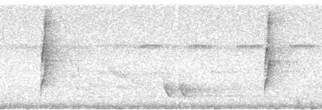 Rotschwanz-Ameisenvogel (hemimelaena) - ML94737