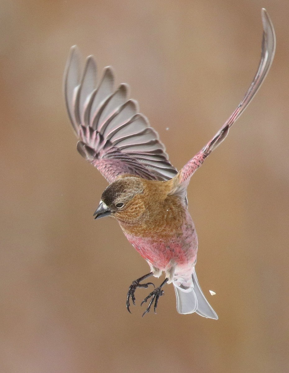 Brown-capped Rosy-Finch - ML94737431