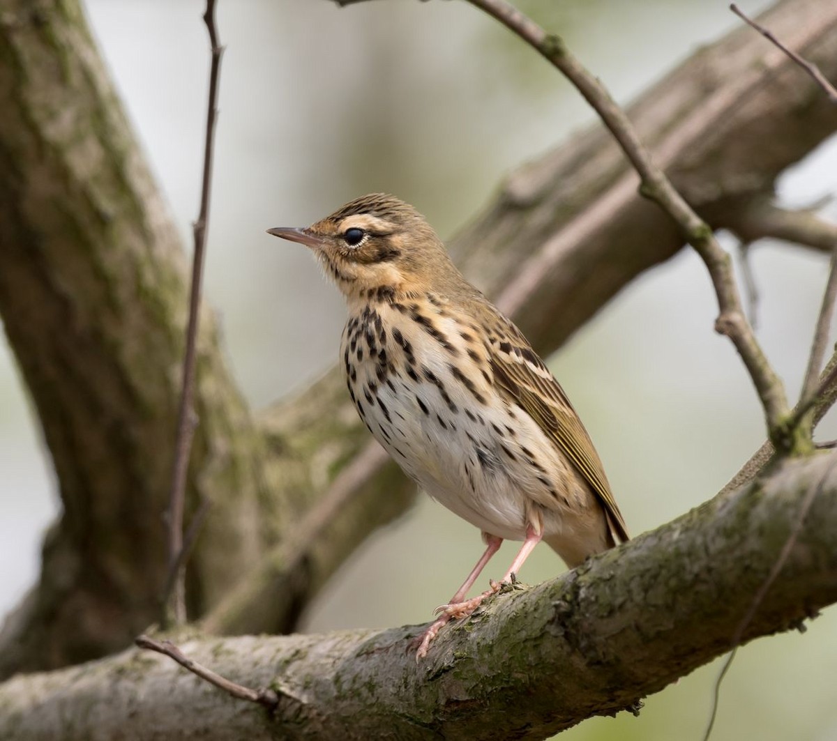 Olive-backed Pipit - ML94738381