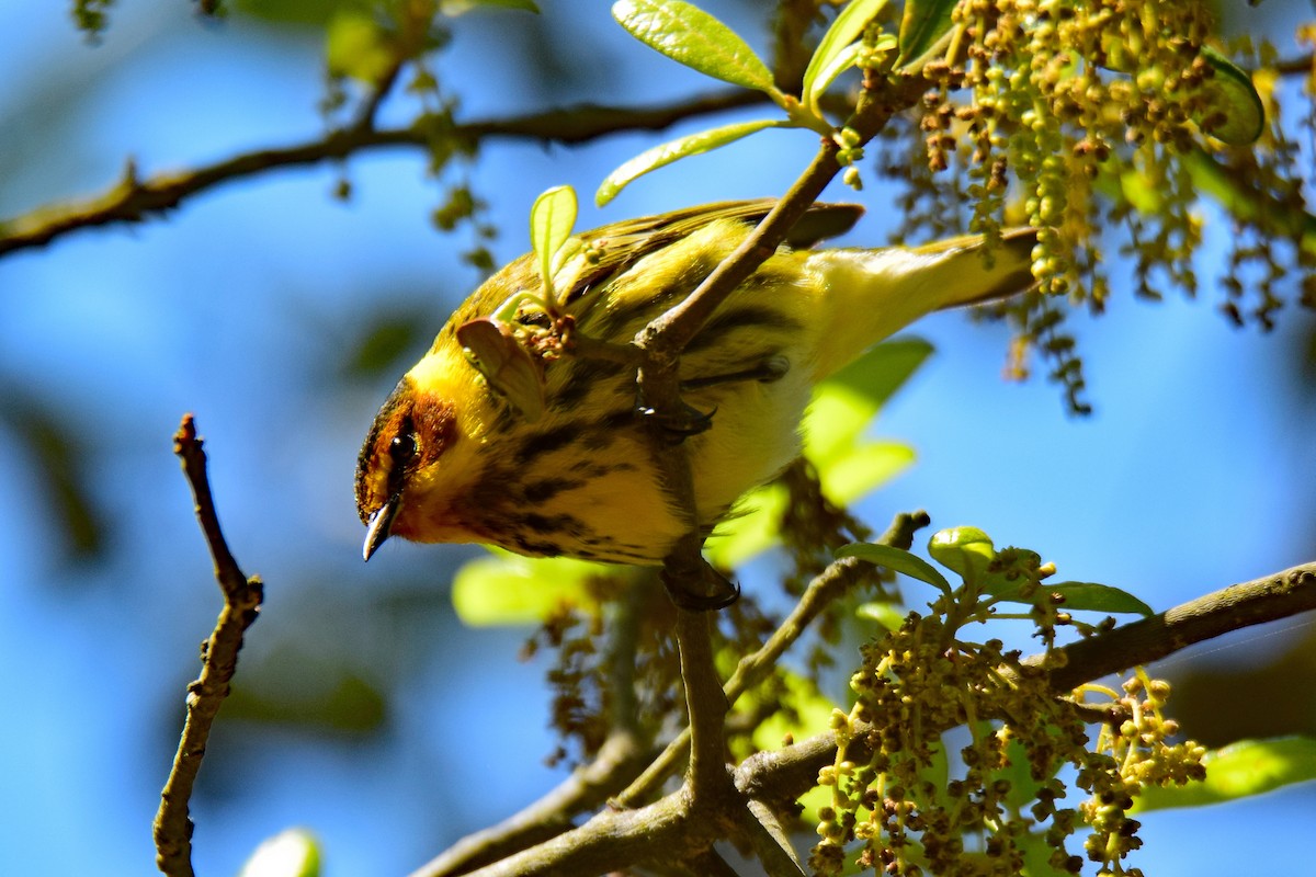 Cape May Warbler - ML94738931