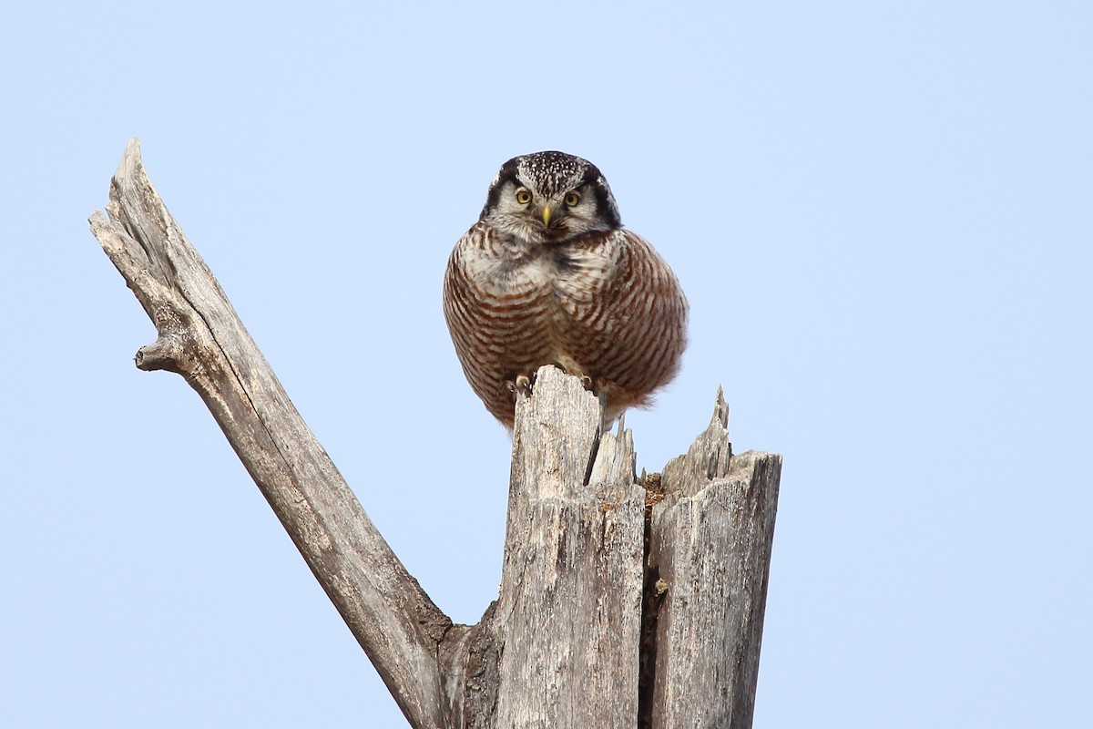 Northern Hawk Owl - Andrew Elgin