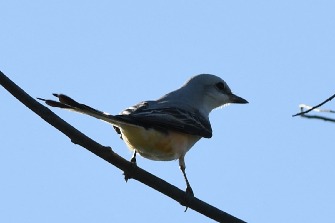 Scissor-tailed Flycatcher - Dawn Abbott