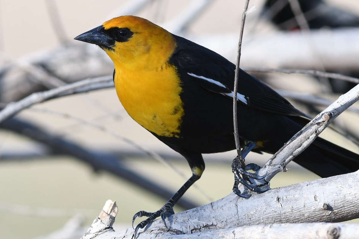 Yellow-headed Blackbird - ML94746971