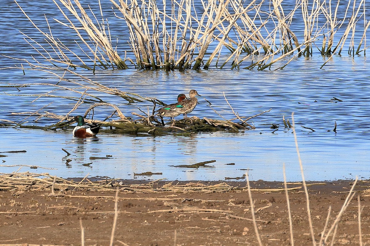 Green-winged Teal - ML94747721