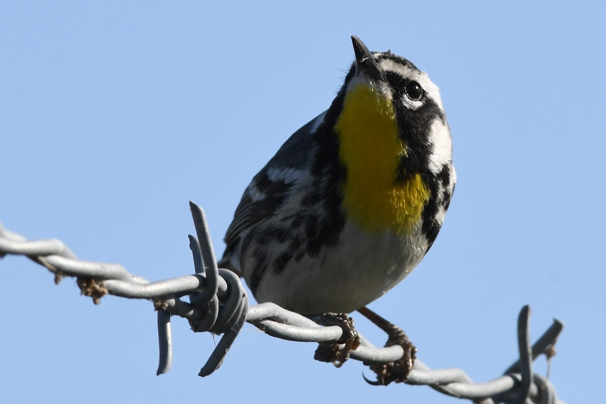 Yellow-throated Warbler - ML94747801