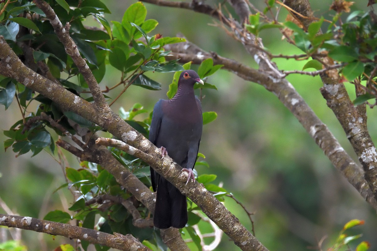 Scaly-naped Pigeon - terence zahner