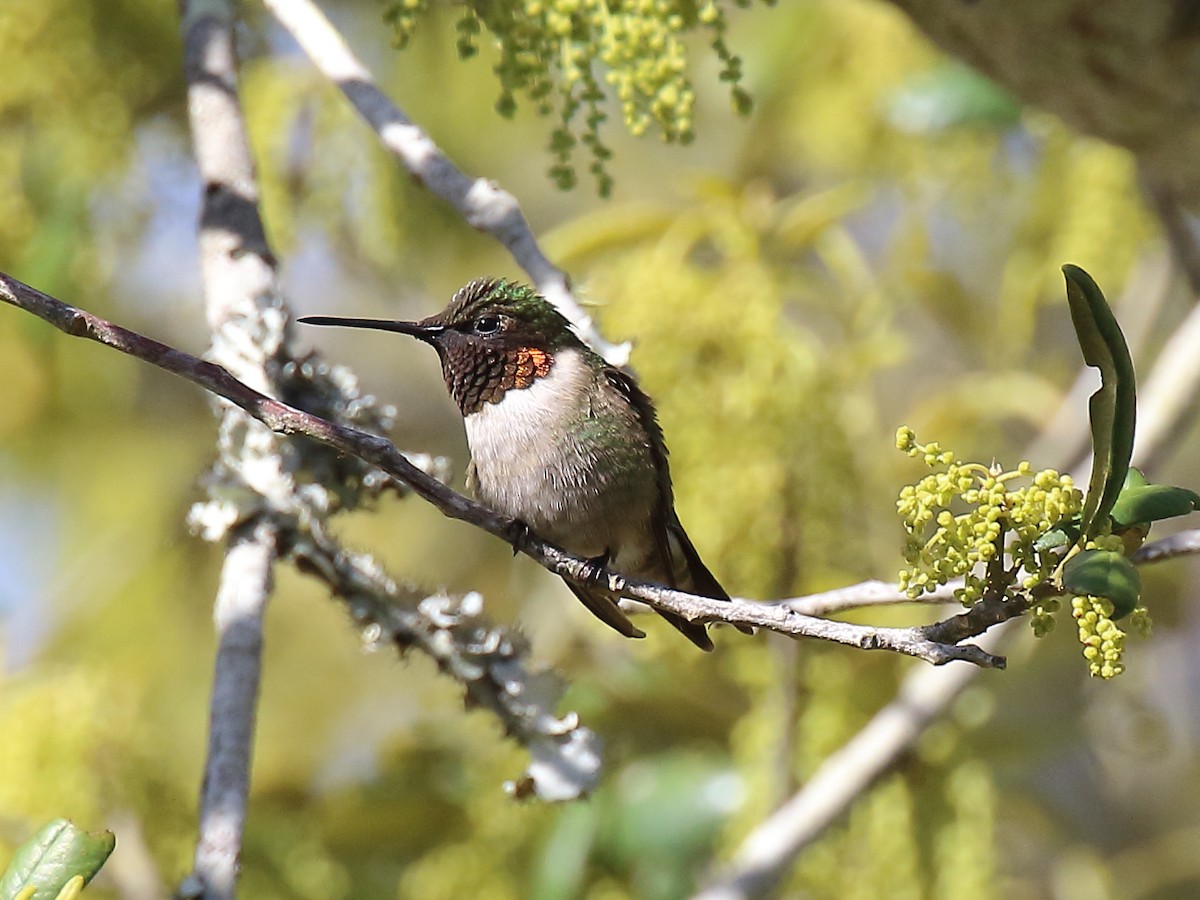 Ruby-throated Hummingbird - Doug Beach