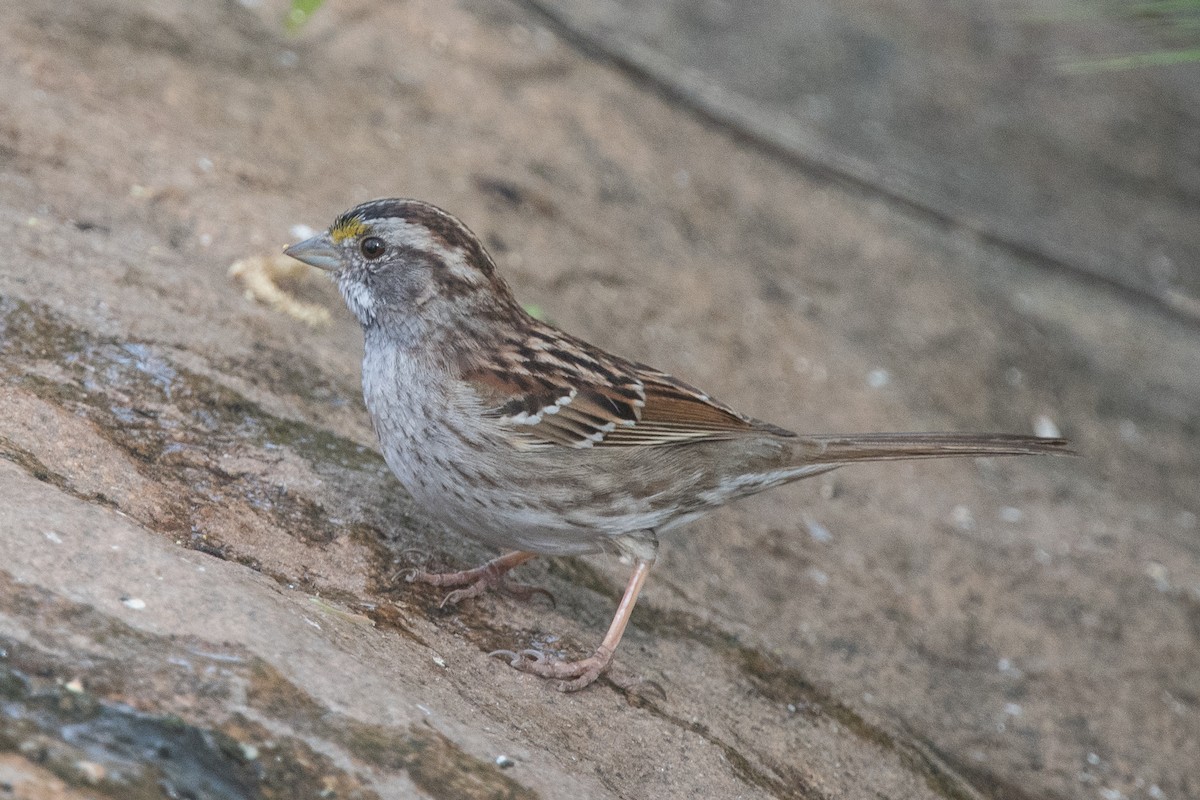 White-throated Sparrow - ML94749821