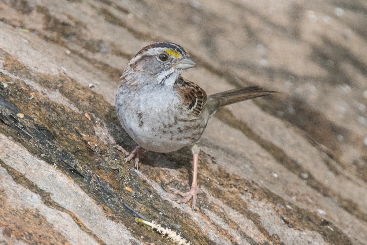 White-throated Sparrow - Nancy Christensen