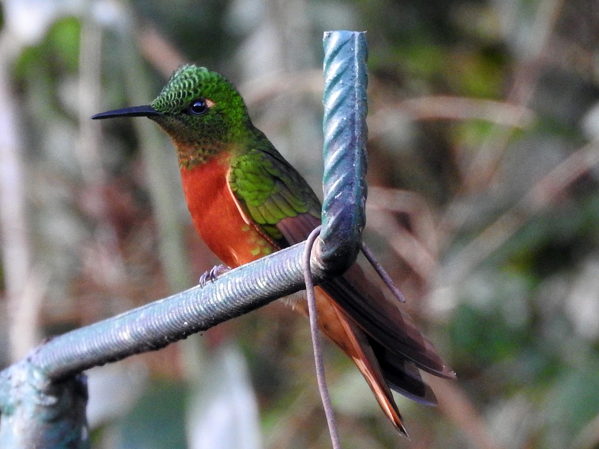 kolibřík peruánský - ML94751811