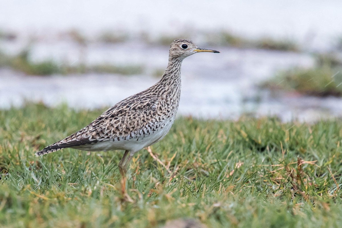 Upland Sandpiper - Melissa James