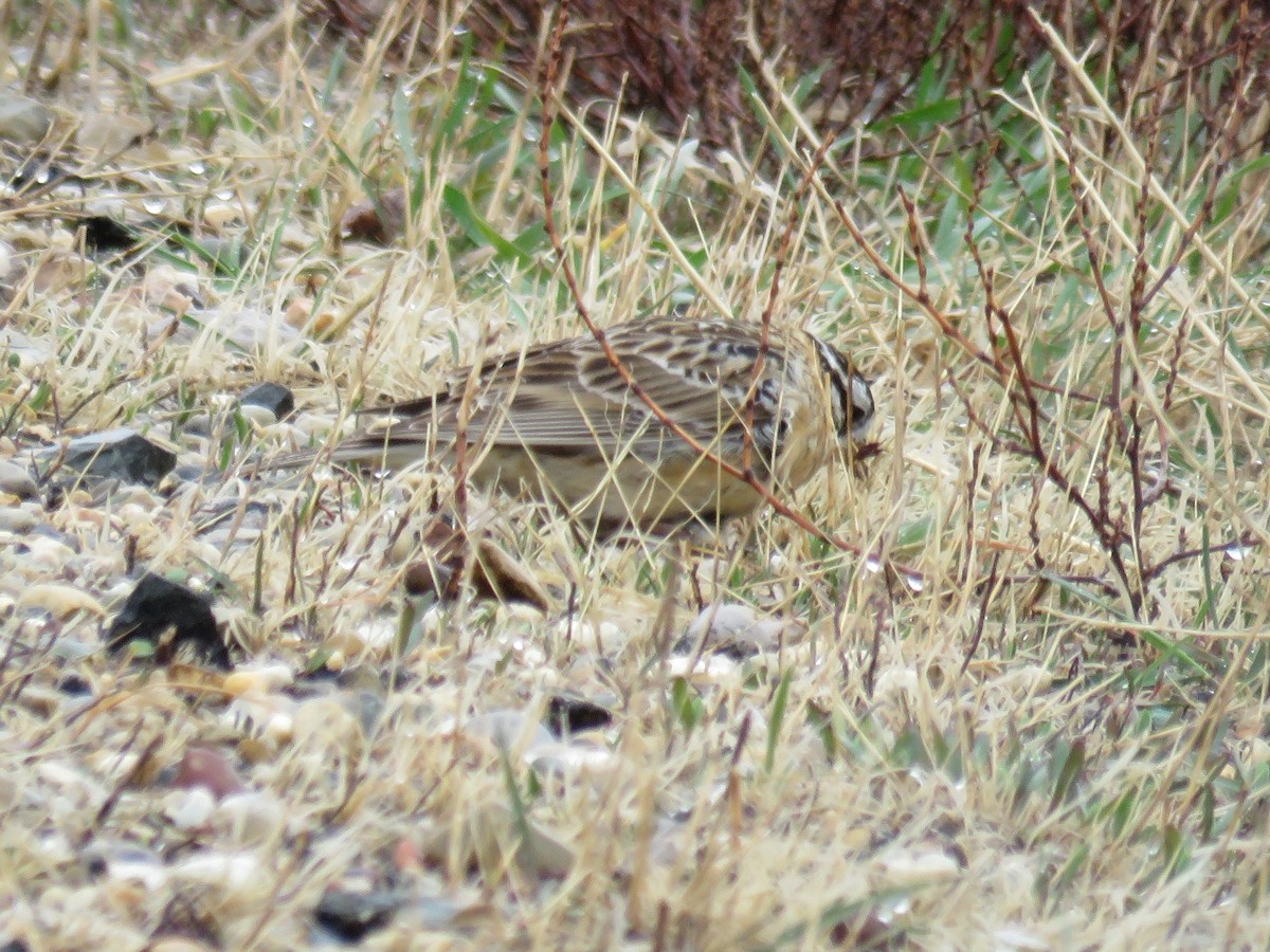 Smith's Longspur - Pete Fenner