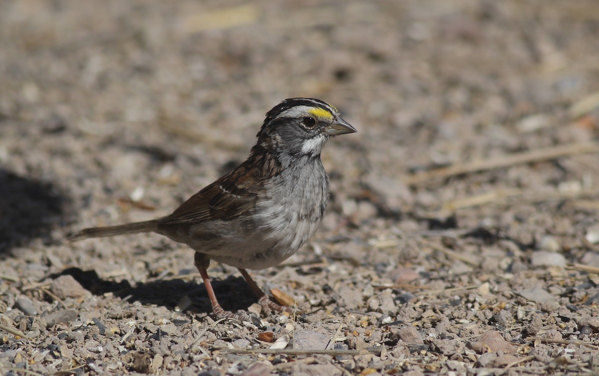 White-throated Sparrow - ML94763471