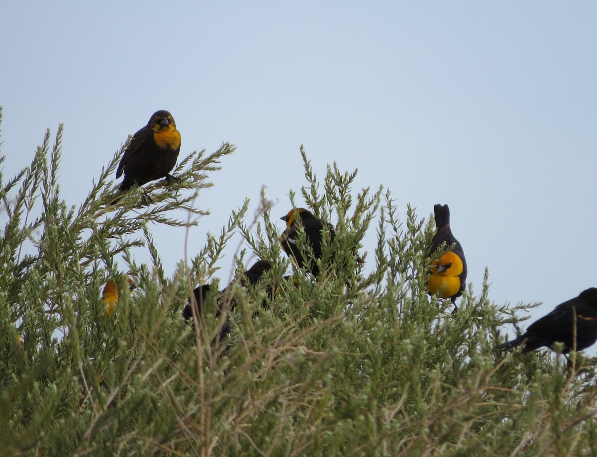 Yellow-headed Blackbird - Timothy Freiday