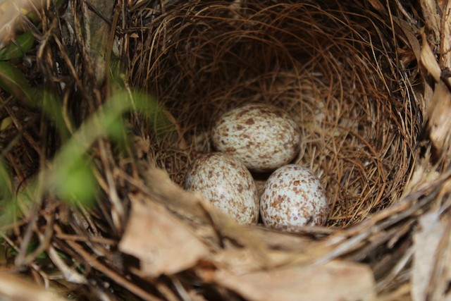 Breeding Northern Cardinal Cardinalis Cardinalis Birds Of The World