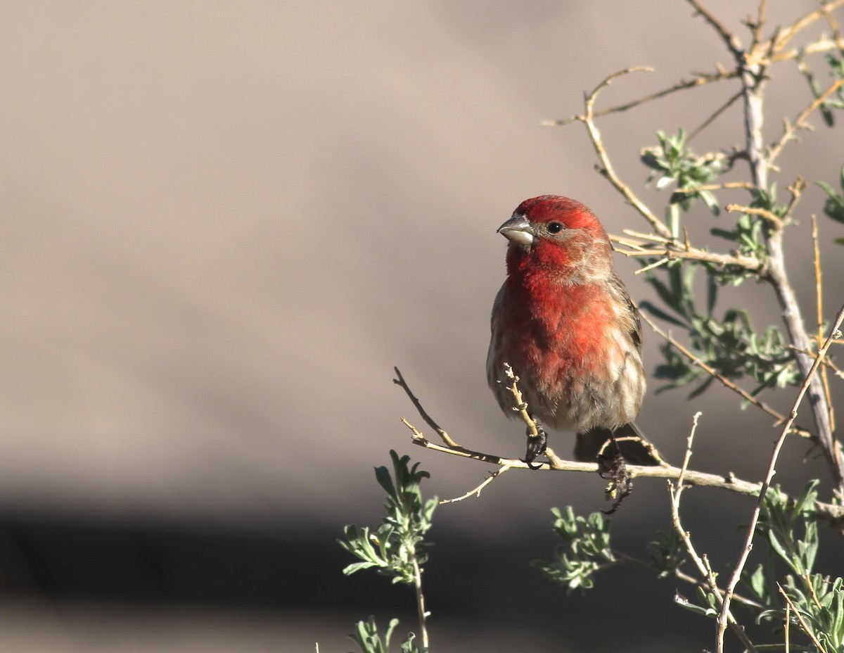 House Finch (Common) - ML94766291
