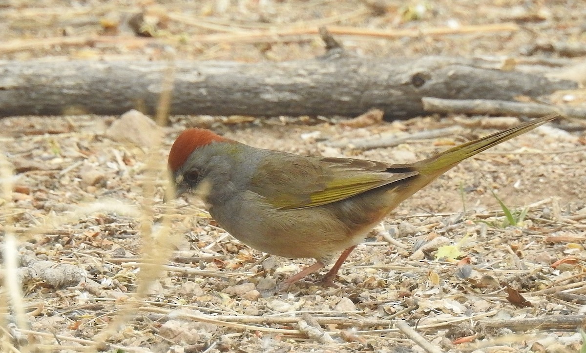 Green-tailed Towhee - Pat Grantham