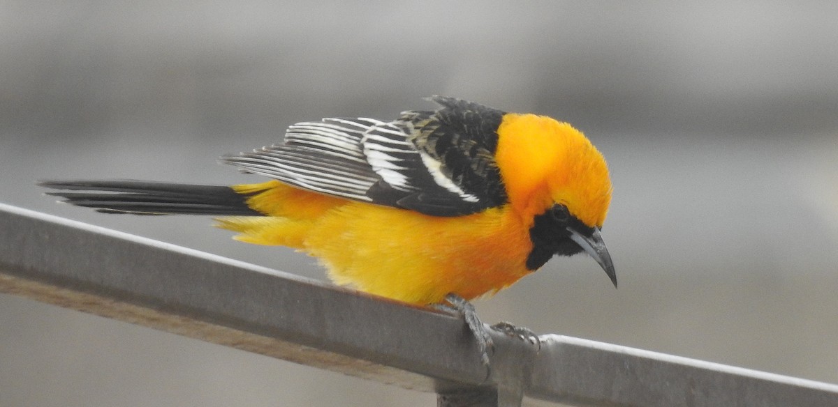 Hooded Oriole - Pat Grantham