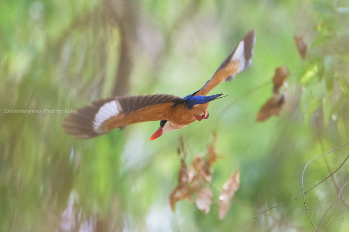 Black-capped Kingfisher - Sahasrangshu Pal Choudhury