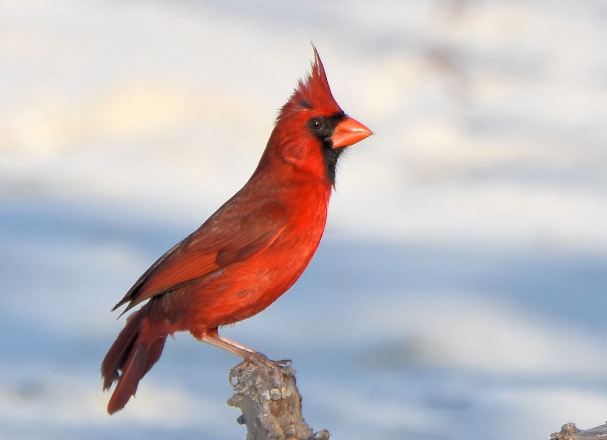 Красный кардинал [группа cardinalis] - ML94772101