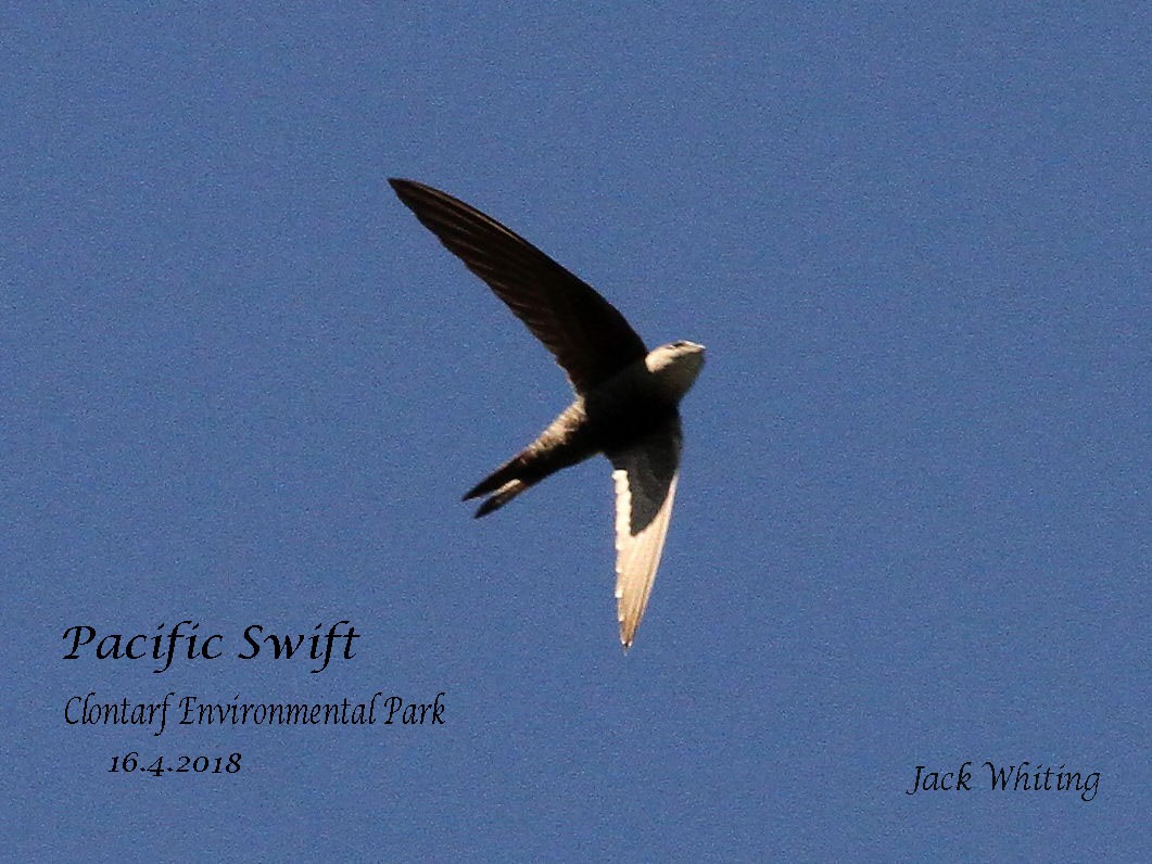 Pacific Swift - Jack Whiting