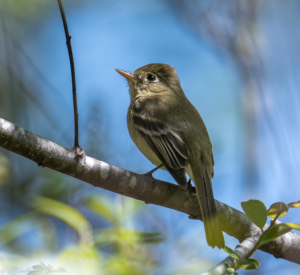 Western Flycatcher (Pacific-slope) - Michael Bolte
