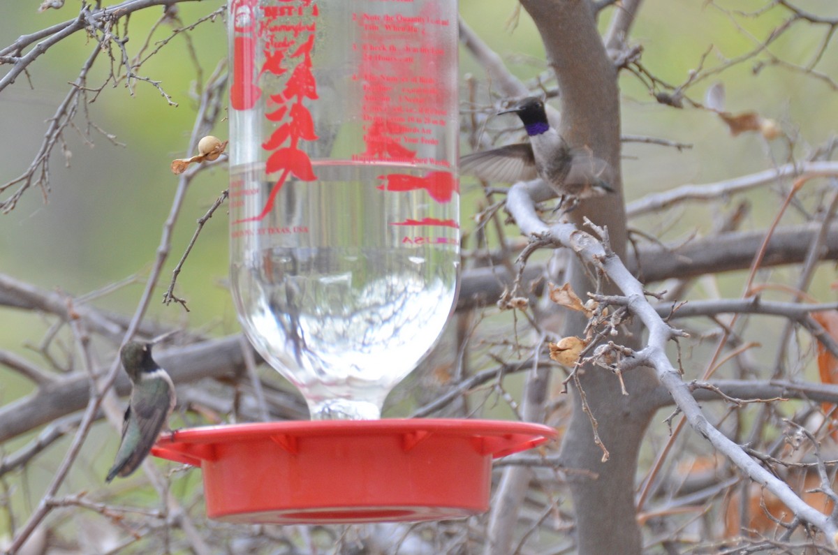 Black-chinned Hummingbird - ML94775921