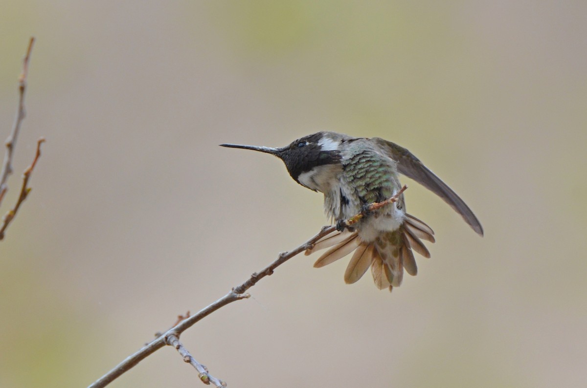 Costa's Hummingbird - Jody Shugart