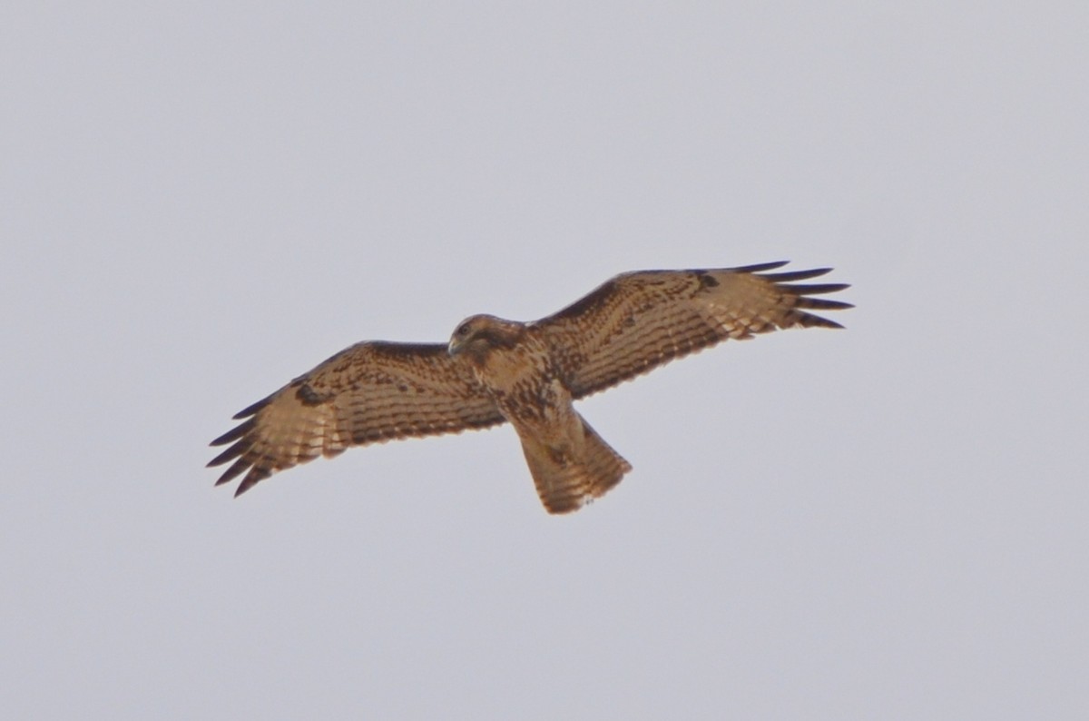 Red-tailed Hawk - ML94775961