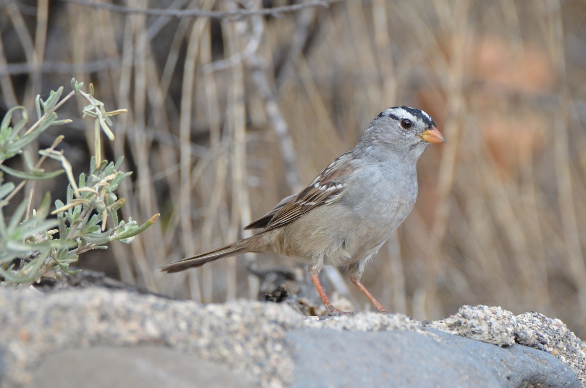 White-crowned Sparrow - Jody Shugart