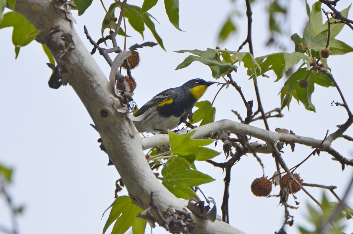 Yellow-rumped Warbler (Audubon's) - ML94776301