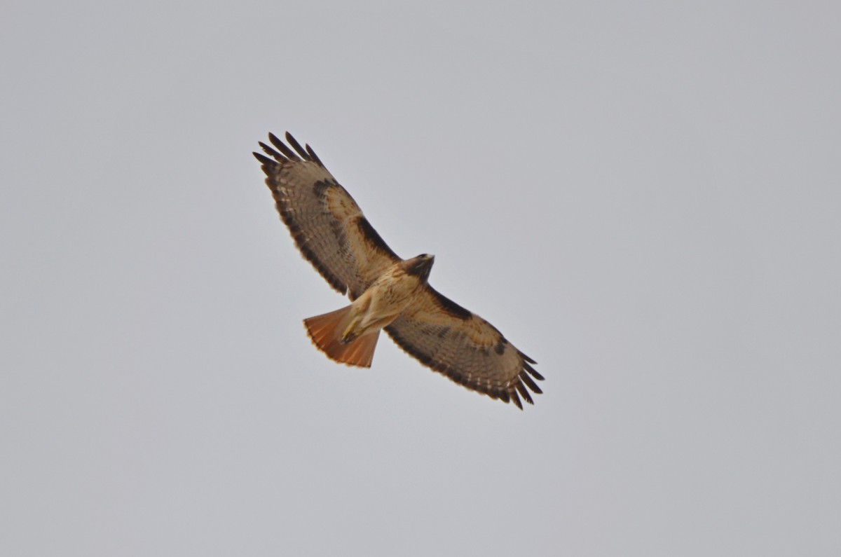 Red-tailed Hawk - ML94776321