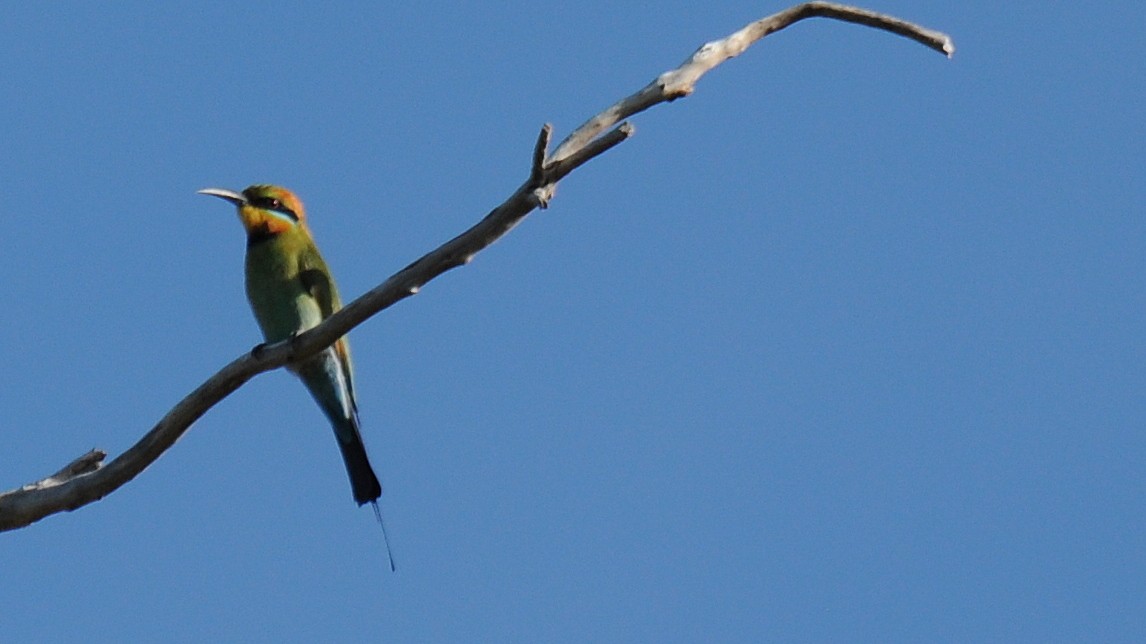 Rainbow Bee-eater - Diana Flora Padron Novoa