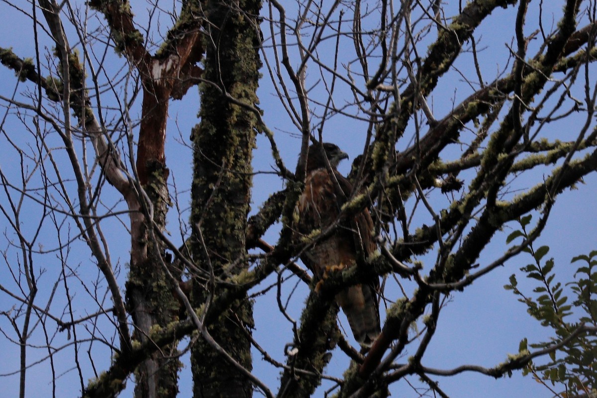 Rufous-tailed Hawk - Cecilia de Larminat