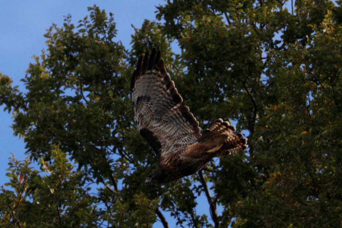 Rufous-tailed Hawk - Cecilia de Larminat