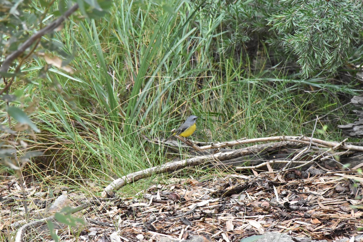 Eastern Yellow Robin - Tod Spencer